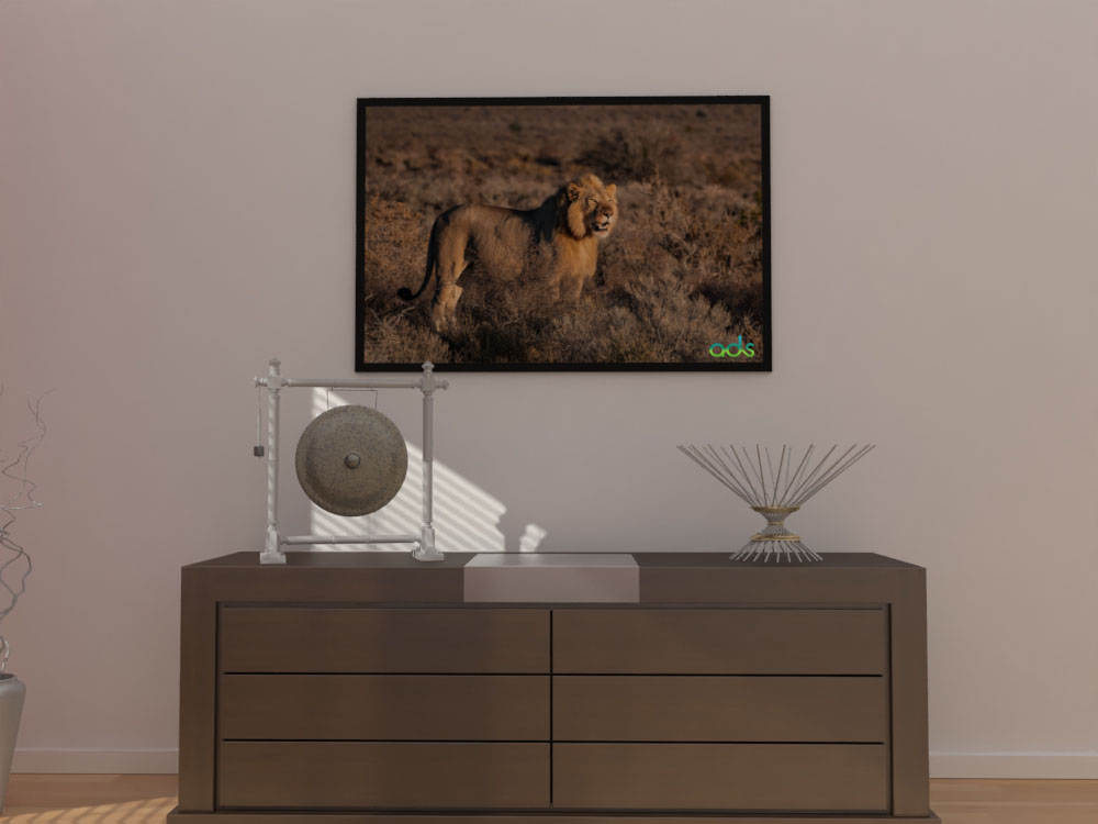 lion the king of forest  Painting With Vinyl Printing